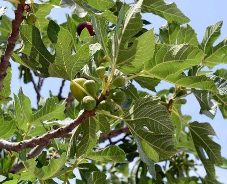 Il “Fico” (Ficus carica), detto anche: fico, fiorone, fico fiore, fior di fico.