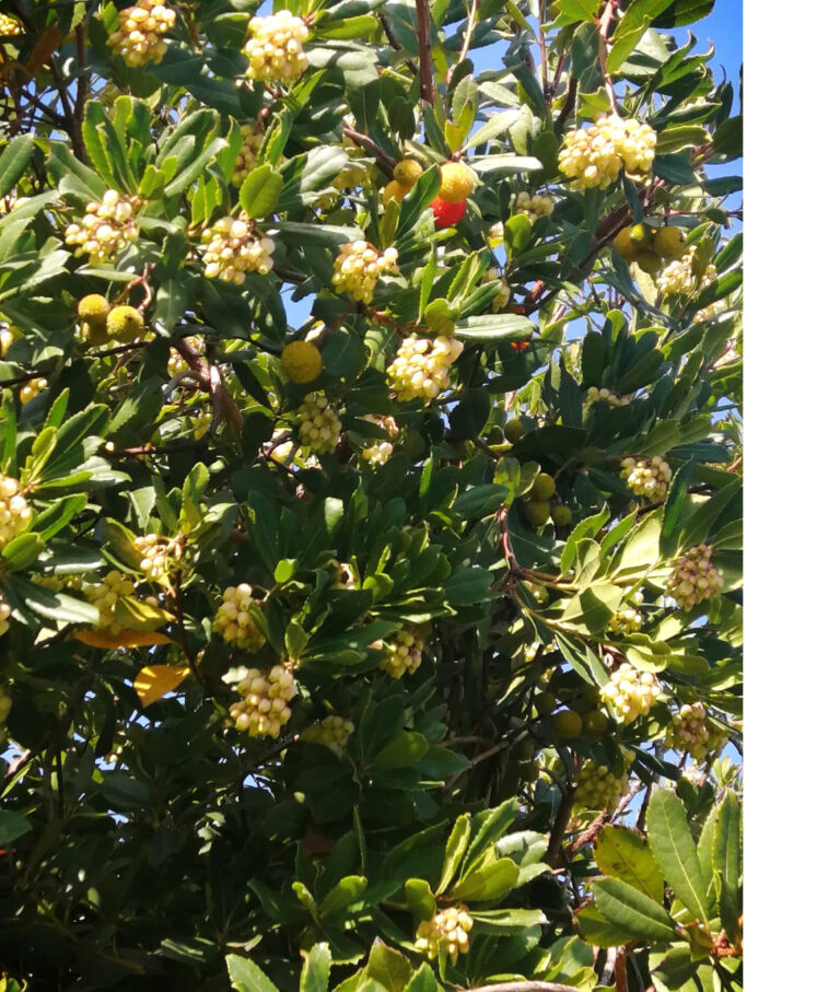 Corbezzolo (Arbutus unedo)