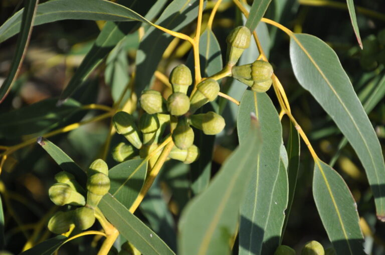 Eucalipto (Eucalyptus globylus Labillardiére)